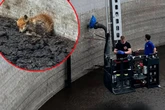 Feuerwehr in Nordhessen rettet Fuchs-Baby aus Güllebehälter