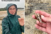 Frau findet seltene Muschel am Strand und entkommt nur knapp dem Tode