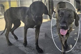 Fila-Brasileiro-Mädchen nach Sicherstellung verängstigt, wer kümmert sich um Kiana?