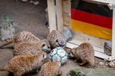 Chemnitzer Erdmännchen orakeln erstes Deutschland-Spiel