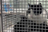 Katze hüpft in Zug, der fährt los: Bundespolizei muss Vierbeiner einfangen