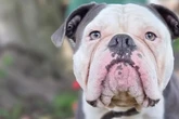 Seine alten Besitzer waren überfordert: Wer traut sich Hund Eddy zu?