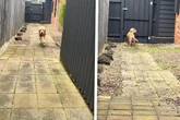 Golden Retriever wartet verzweifelt auf sein Frauchen, doch begeht einen dusseligen Fehler