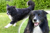 Border Collie nach Schauspieler benannt: Was hat er sich vom Promi abgeschaut?