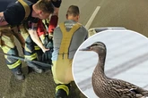 Enten-Familie spaziert durch dichten Berufsverkehr: Feuerwehr auf Rettungsmission