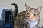 Sie wurde einfach ausgesetzt: Gibt es für Katze Laureen ein Happy End?
