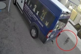 Straßenhund taucht vor Tierheim auf: Was dann passiert, hat keiner erwartet