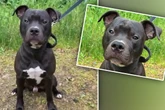 "Schlichtweg das Allerletzte": Mann lässt Hund im Tierheim zurück und verschwindet