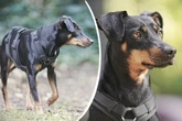 Hündin mit verstecktem Talent: Wer bietet Pinscher-Mix Daisy ein ruhiges Zuhause?