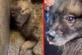 Beißender Gestank und verfilzte Haare: 16 verwahrloste Hunde aus Haus befreit!