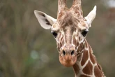 Mit nur zwei Jahren: Giraffenbulle Tilodi verstirbt in der Wilhelma