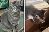 Katze nimmt von Artgenossin für immer Abschied: Wie genau sie das tut, rührt so viele zu Tränen