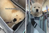 Kleiner Hund auf großer Reise: Tapferer Golden Retriever verzaubert das Netz