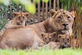 Herzzerreißendes Drama im Kölner Zoo: Löwenbabys müssen eingeschläfert werden