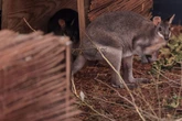 Kängurus für Köln: Zoo öffnet neue XXL-Anlage