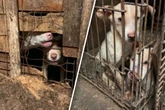 Tierschützer befreien fast 70 "im Sterben" liegende Hunde aus Horror-Haus