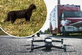 "Raubkatze hat sich als Kätzchen herausgestellt": Suche in Sachsen-Anhalt offiziell beendet