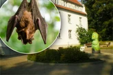 Kinder in Gefahr: Fledermaus mit Tollwut tot in Kita entdeckt