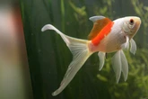 Bizarrer Vorfall in Zoogeschäft: Mann verspeist Goldfisch und sagt "für Donald Trump"