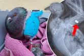Brutale Attacke auf Taube Frida: Tierschützer in Dresden hoffen auf Hinweise