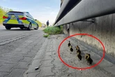 Enten-Mama überfahren: Polizei rettet sieben hilflose Küken von der A5