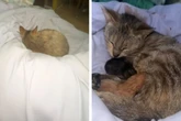 Frau geht mit ihrer Katze ins Bett: Dann merkt sie, dass sie nicht allein sind