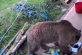 Jagd auf den Honigtopf: Bären-Duo flüchtet mit zielstrebiger Mission aus Wildtiergehege