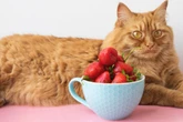 Süßer Snack für Deine Mieze: Dürfen Katzen Erdbeeren fressen?