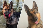 Er verletzte sich aus Stress selbst: Schäferhund Harry hofft auf ein Happy End