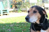 Max verliert immer wieder sein Zuhause: Wer gibt dem Hund eine Chance?