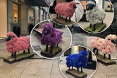 Tierisch-blumiger Anblick: Hier stehen Schafe mitten in der Innenstadt