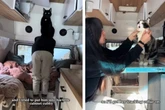 Frau lebt seit sechs Jahren mit Hund und Katzen im Van: "Ich sehnte mich nach mehr Freiheit"