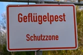 Erste Fälle an Stadtgrenze: Stadt Köln reagiert auf Ausbreitung der Geflügelpest