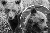 Nach 30 Jahren im Schweriner Zoo: Braunbär-Dame Lena ist tot