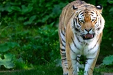 Nach Tötung von Tigerbabys: Tierschützer wollen Zoo-Verantwortliche anzeigen