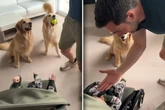 Papa übt High Five mit Baby: Kurz darauf lassen Golden Retriever Herzen hüpfen