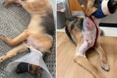 Nur knapp mit dem Leben davongekommen: Schäferhund Zeus von Alligator brutal attackiert