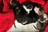 Blind, taub und völlig hilflos: In dieser Kleinstadt tauchen immer wieder Tüten mit Katzenbabys auf
