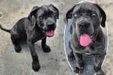 Cane-Corso-Welpe landete im Tierheim, jetzt sehnt sich Akay nach einer neuen Familie