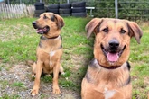 Aussiedor-Mix im Stich gelassen: Findet Milo sein Happy End?