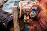 Orang-Utan-Jungs entdeckten Öffnung: Das passierte beim Affen-Ausbruch im Zoo