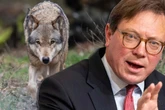 Sachsen will Wolfsabschuss vereinfachen