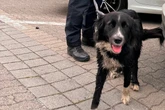 Hündin Betty auf Abwegen: Polizei beendet süßen Mini-Ausflug