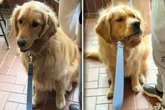 Golden Retriever weigert sich, Lieblingscafé zu betreten: Sein Grund amüsiert Millionen