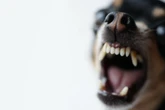 Elfjähriger Junge in der Pfalz von Hunden angefallen und schwer verletzt