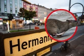 Rattenplage am Hermannplatz: So will Neukölln die ungeliebten Nager loswerden