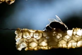 Experten warnen Imker: Neuer Parasit bedroht Bayerns Bienen