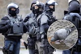Mann schießt auf Taube, dann steht die Polizei mit Großaufgebot vor der Tür