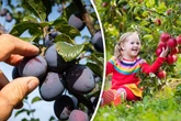 Obstbäume hängen voll wie selten: So rettet Ihr Eure Ernte