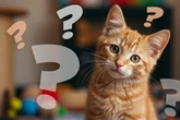 Katzenrassen-Quiz: Bist Du ein richtiger Katzenrassen-Profi?